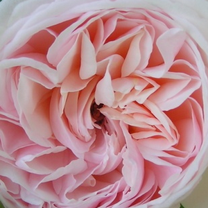 Rose Shopping Online - Pink - bed and borders rose - grandiflora - floribunda - discrete fragrance -  Grüss an Aachen - L. Wilhelm Hinner - It is a special, yellowish shade of pink color, whose color became lighter during the opening.